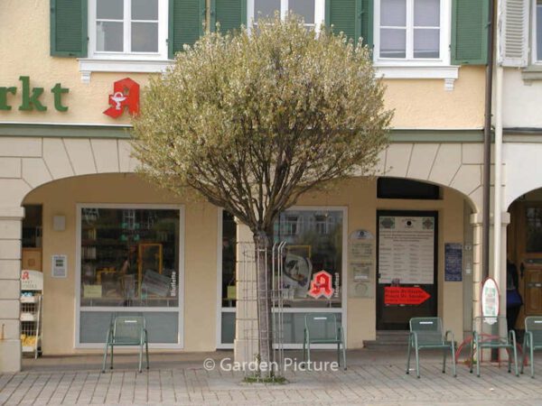 Prunus eminens 'Umbraculifera' – Bild 5