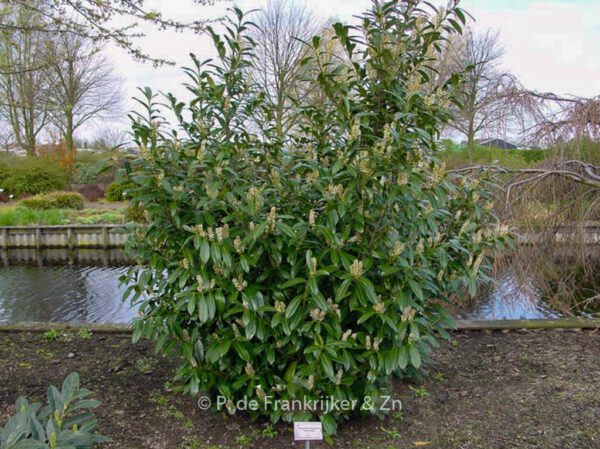Prunus laurocerasus 'Caucasica' – Bild 2