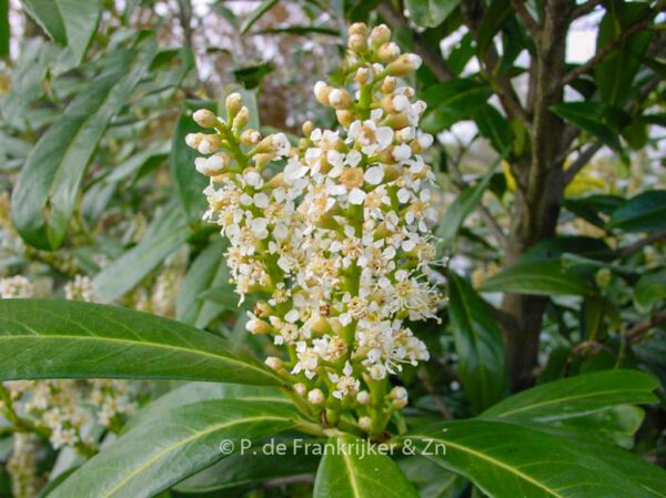 Prunus laurocerasus 'Caucasica' – Bild 3