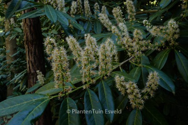 Prunus laurocerasus 'Caucasica'