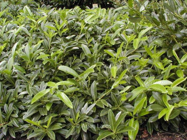 Prunus laurocerasus 'Mount Vernon' – Bild 2