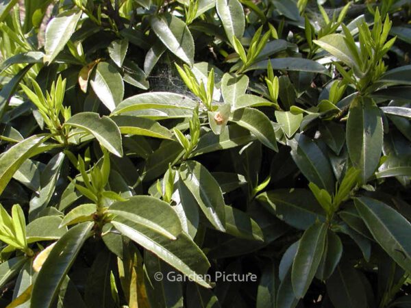 Prunus laurocerasus 'Mount Vernon' – Bild 3