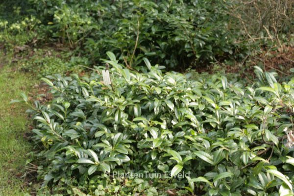 Prunus laurocerasus 'Mount Vernon' – Bild 5