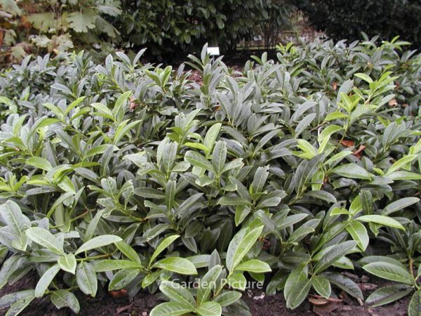 Prunus laurocerasus 'Mount Vernon' – Bild 6
