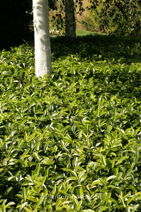 Prunus laurocerasus 'Mount Vernon' – Bild 7