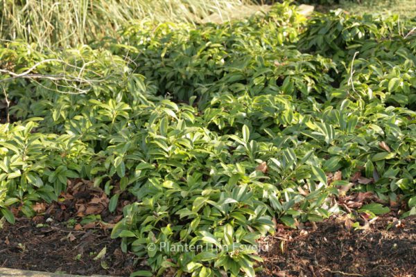 Prunus laurocerasus 'Mount Vernon' – Bild 8