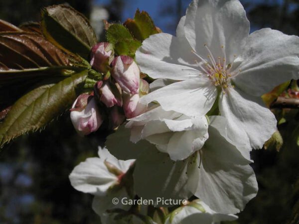 Prunus serrulata 'Shirotae' – Bild 2