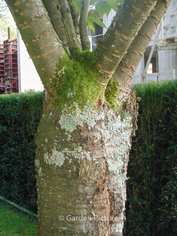 Prunus serrulata 'Shirotae' – Bild 3