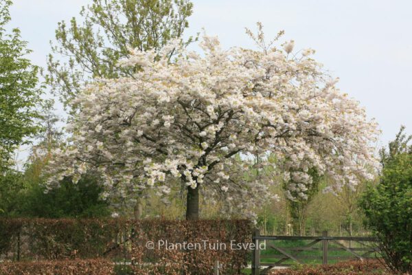 Prunus serrulata 'Shirotae' – Bild 4