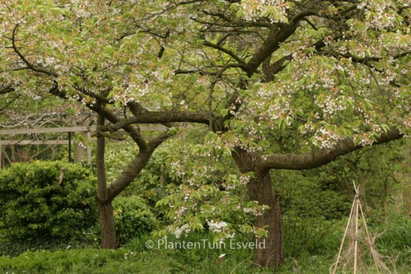 Prunus serrulata 'Shirotae' – Bild 5
