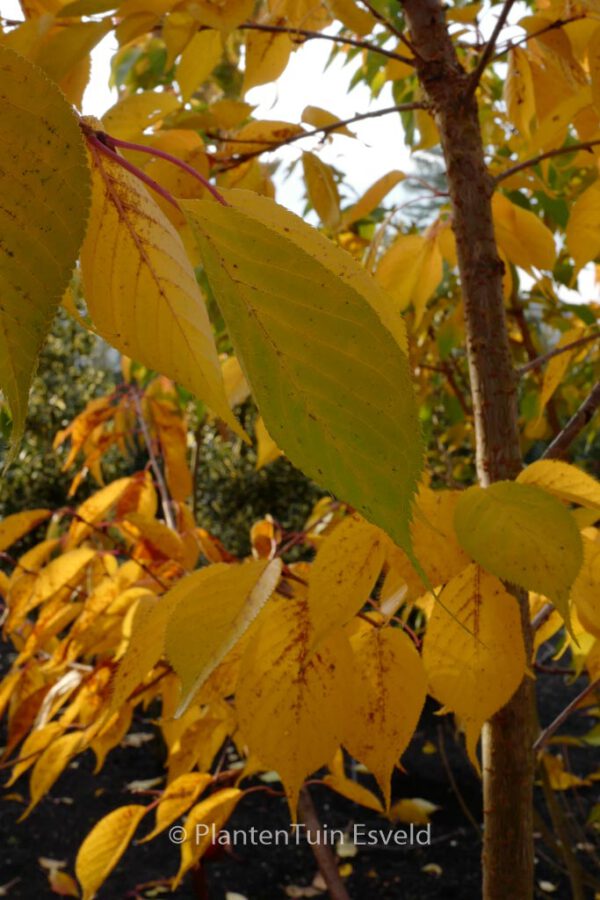 Prunus serrulata 'Shirotae' – Bild 6