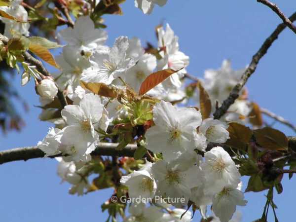 Prunus serrulata 'Shirotae'