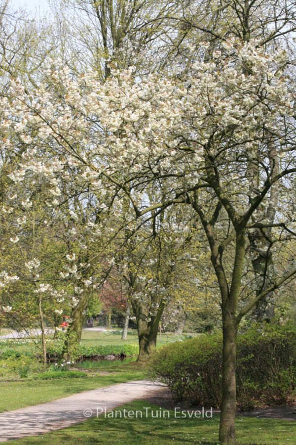 Prunus serrulata 'Ukon' – Bild 3