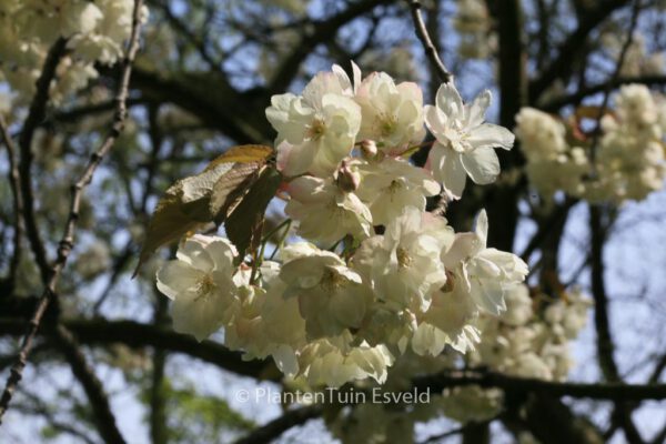 Prunus serrulata 'Ukon' – Bild 6