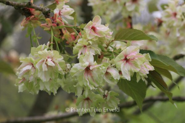 Prunus serrulata 'Ukon' – Bild 7