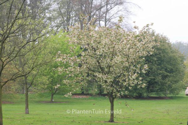 Prunus serrulata 'Ukon' – Bild 8