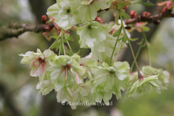 Prunus serrulata 'Ukon'