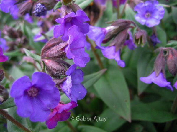 Pulmonaria angustifolia 'Blue Ensign' – Bild 2