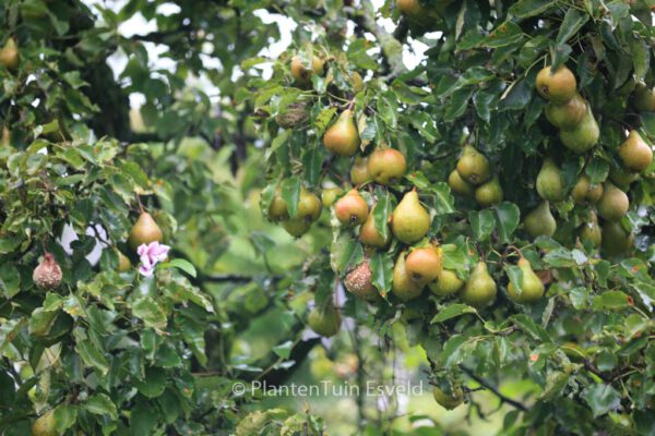 Pyrus communis 'Gieser Wildeman' – Bild 2