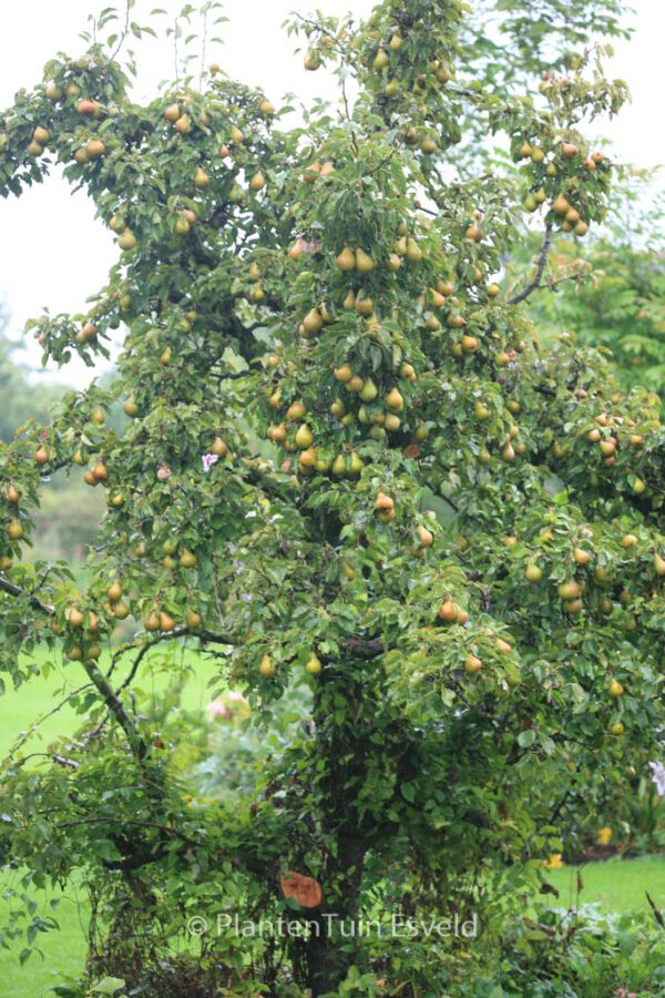 Pyrus communis 'Gieser Wildeman' – Bild 3