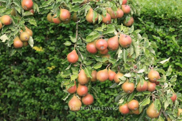 Pyrus communis 'Gieser Wildeman' – Bild 4
