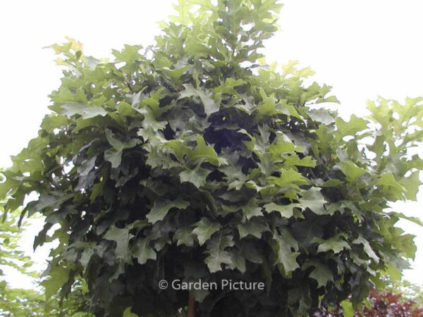 Quercus palustris 'Green Dwarf' – Bild 2