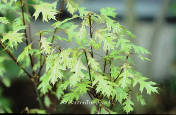 Quercus palustris 'Green Dwarf' – Bild 3