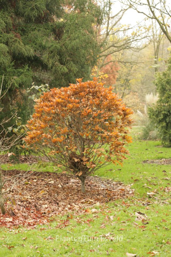 Quercus palustris 'Green Dwarf' – Bild 4