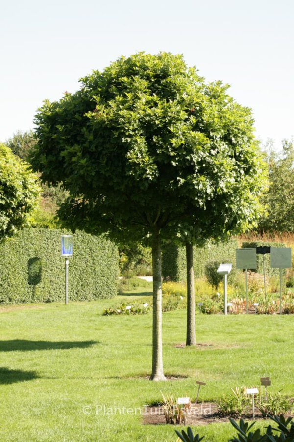 Quercus palustris 'Green Dwarf' – Bild 5