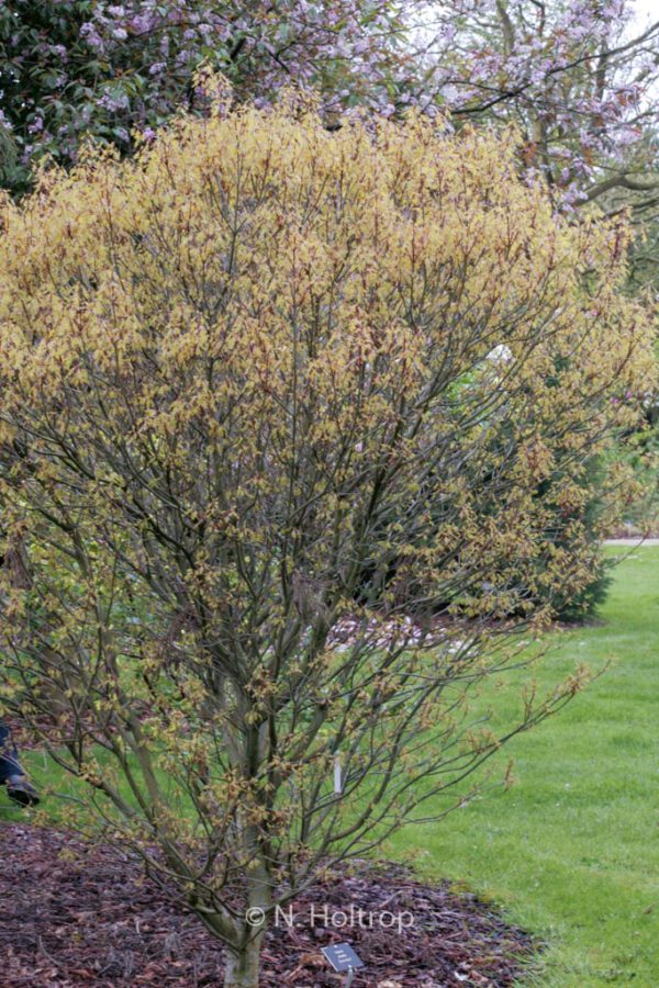 Quercus palustris 'Green Dwarf' – Bild 6