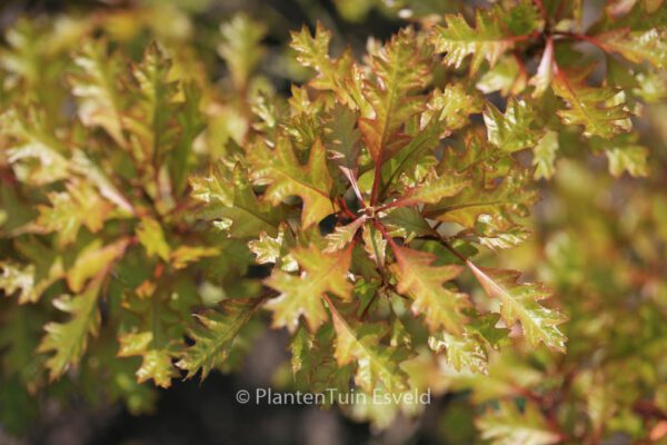 Quercus palustris 'Green Dwarf' – Bild 7