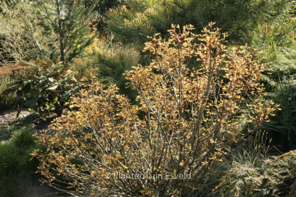 Quercus palustris 'Green Dwarf' – Bild 8