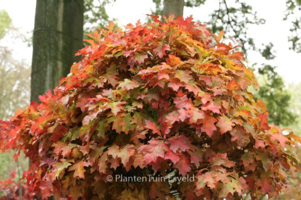 Quercus palustris 'Green Dwarf'