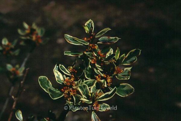 Rhamnus alaternus 'Argenteovariegatus' – Bild 2