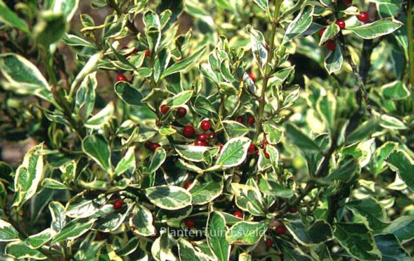 Rhamnus alaternus 'Argenteovariegatus' – Bild 3