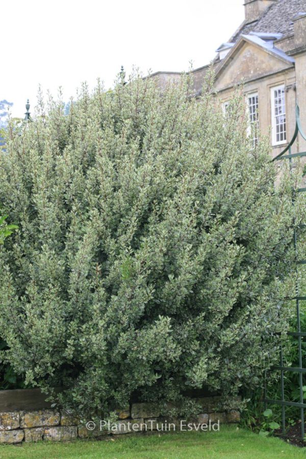 Rhamnus alaternus 'Argenteovariegatus' – Bild 4