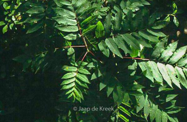 Rhus glabra – Bild 2