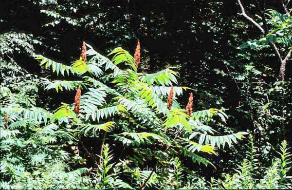 Rhus glabra – Bild 3