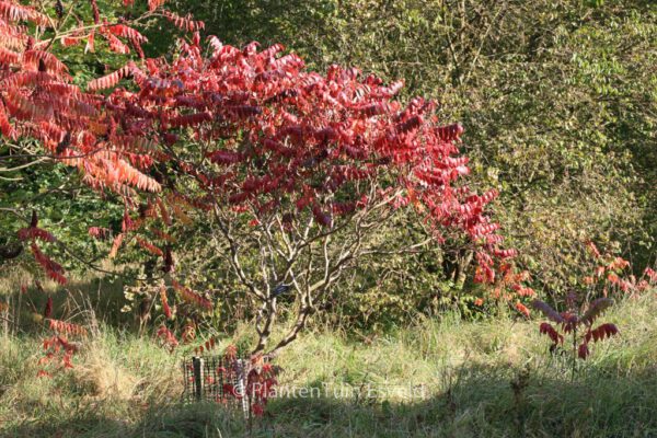 Rhus glabra – Bild 4
