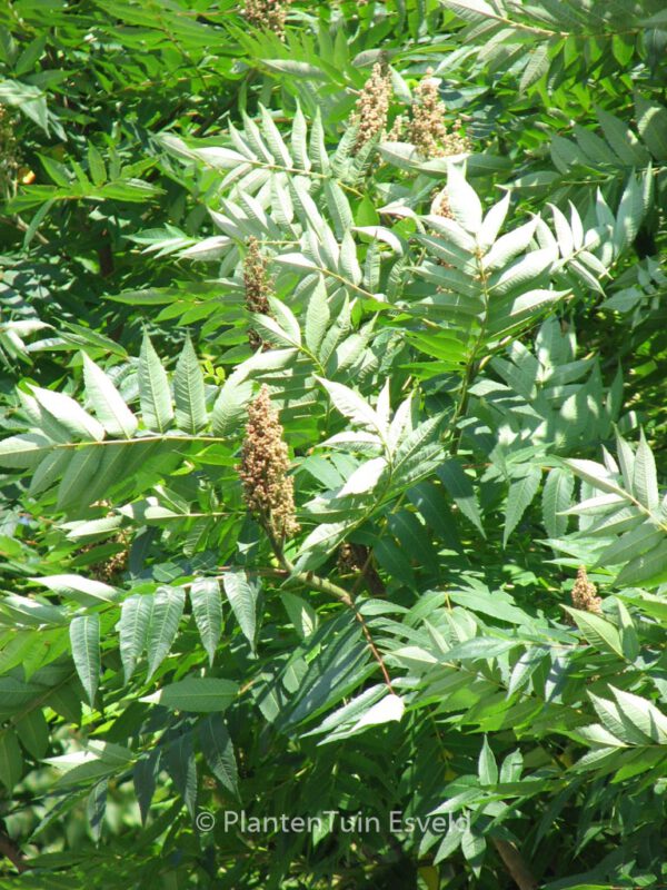 Rhus glabra – Bild 5