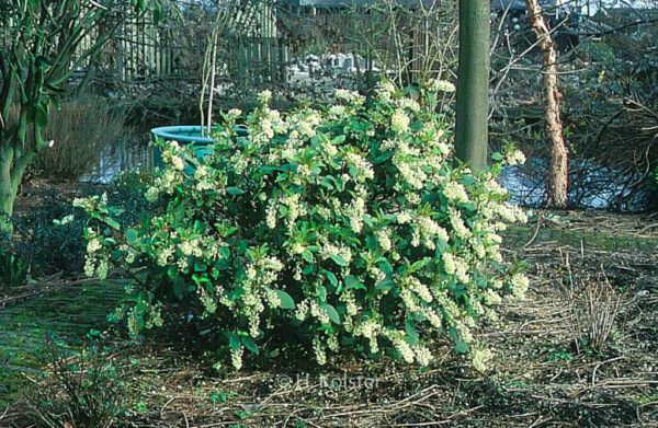 Ribes laurifolium – Bild 4