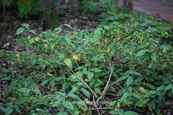 Ribes laurifolium – Bild 5