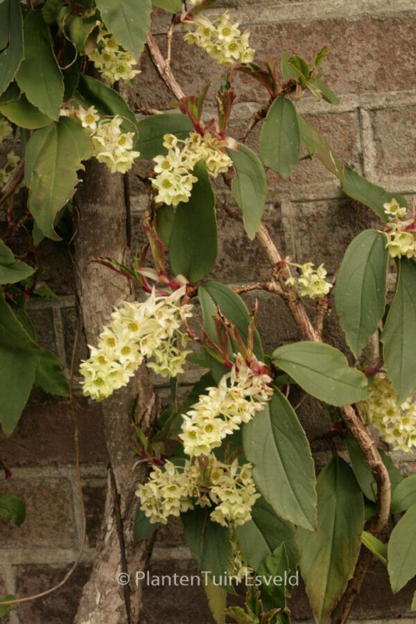 Ribes laurifolium – Bild 6