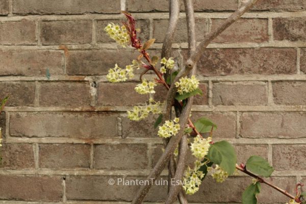 Ribes laurifolium – Bild 7