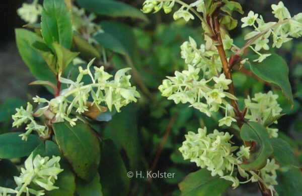 Ribes laurifolium – Bild 8