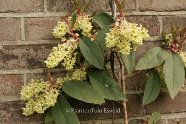 Ribes laurifolium