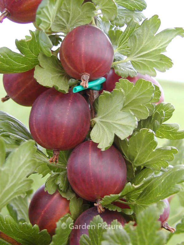 Ribes uva-crispa 'Capivator'