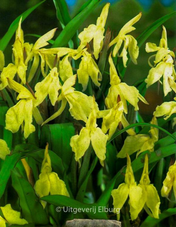 Roscoea 'Beesiana'