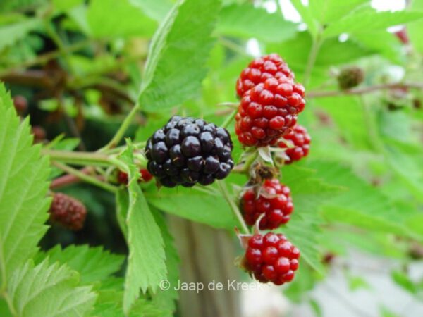 Rubus fruticosus 'Loch Ness' – Bild 2