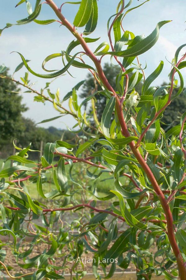 Salix 'Golden Curls'